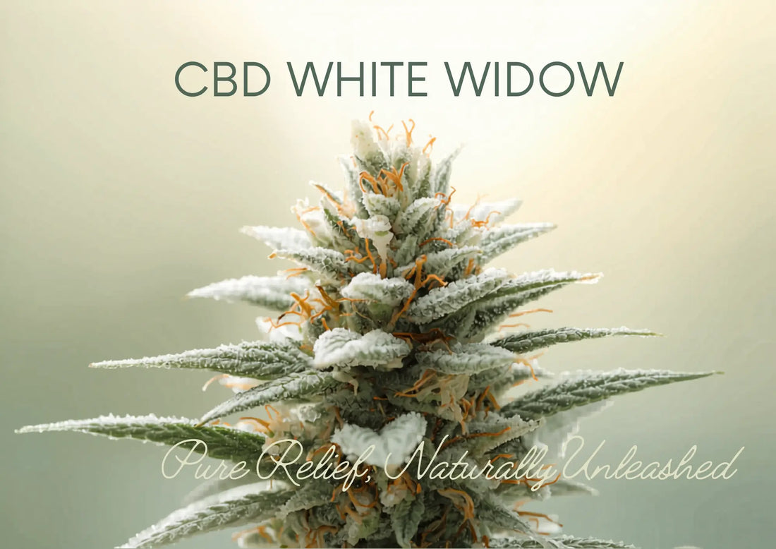 Comment choisir sa fleur de CBD ?