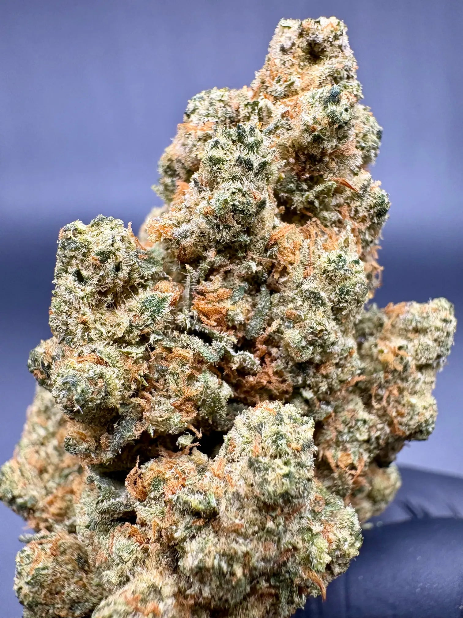 🔥 Porn Star OG – 50% D10 – Puissante & Intense