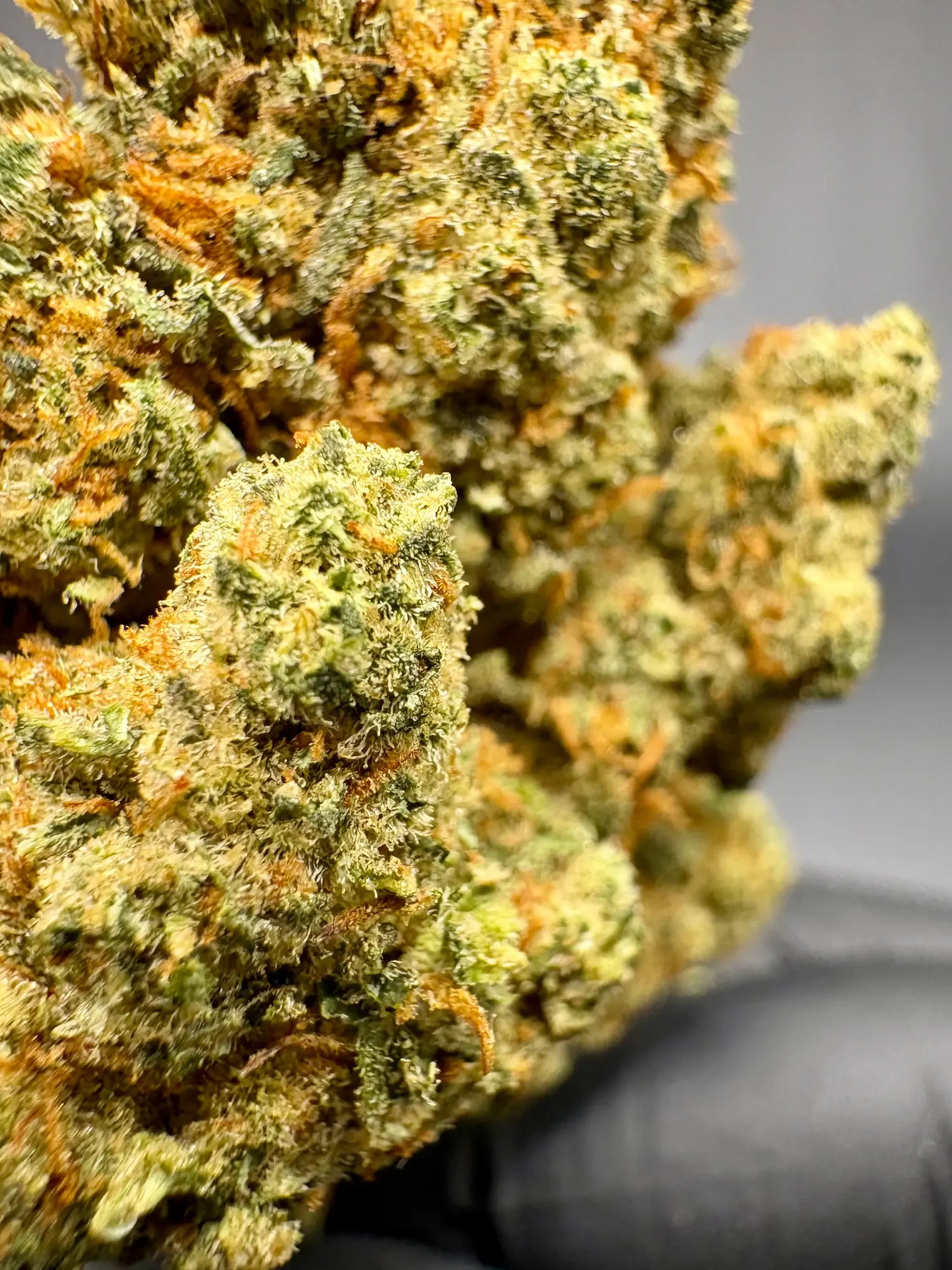 🔥 Porn Star OG – 50% D10 – Puissante & Intense