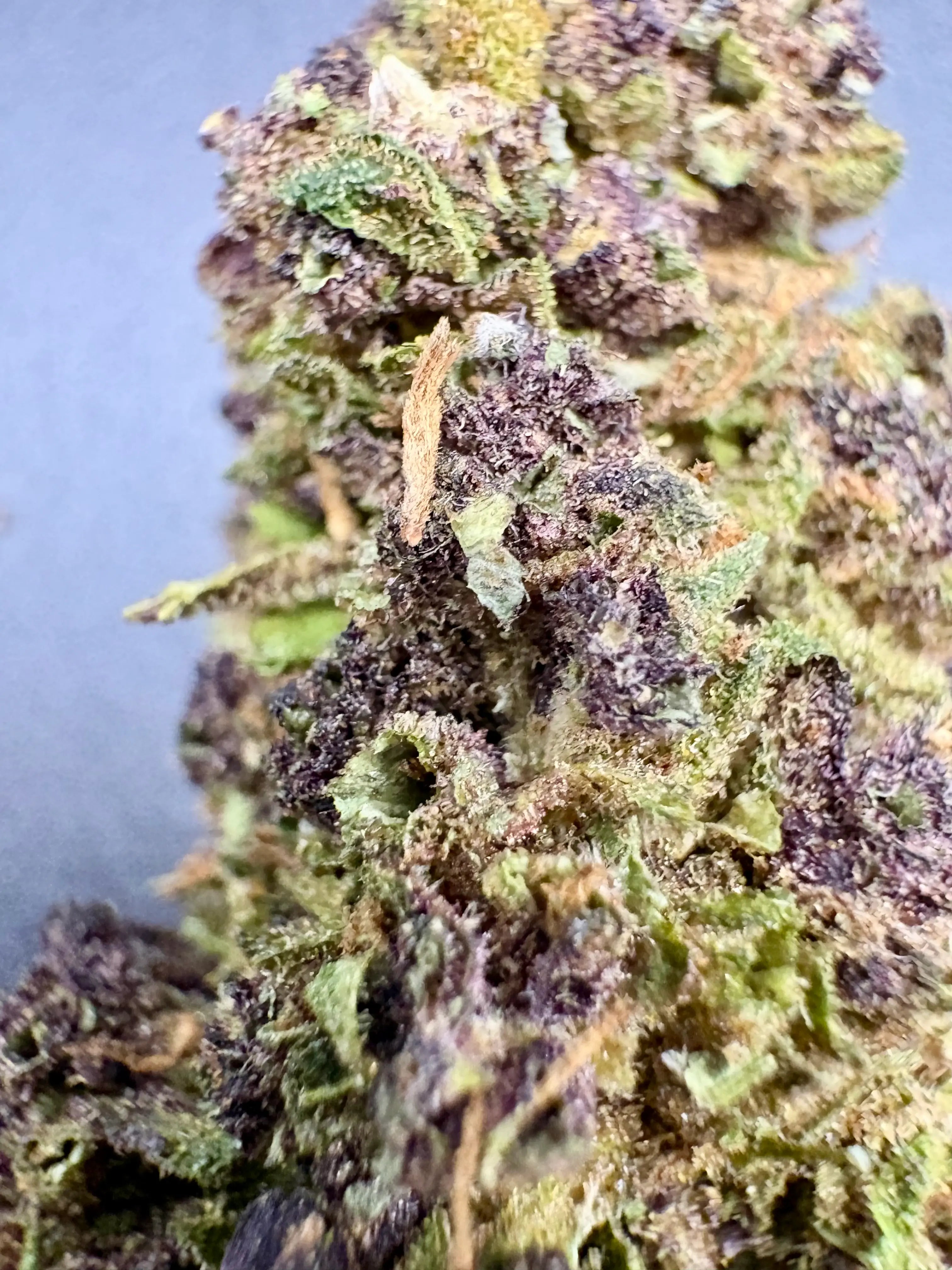 🍇 Purple Urkle – 50% D10 – Profonde & Apaisante